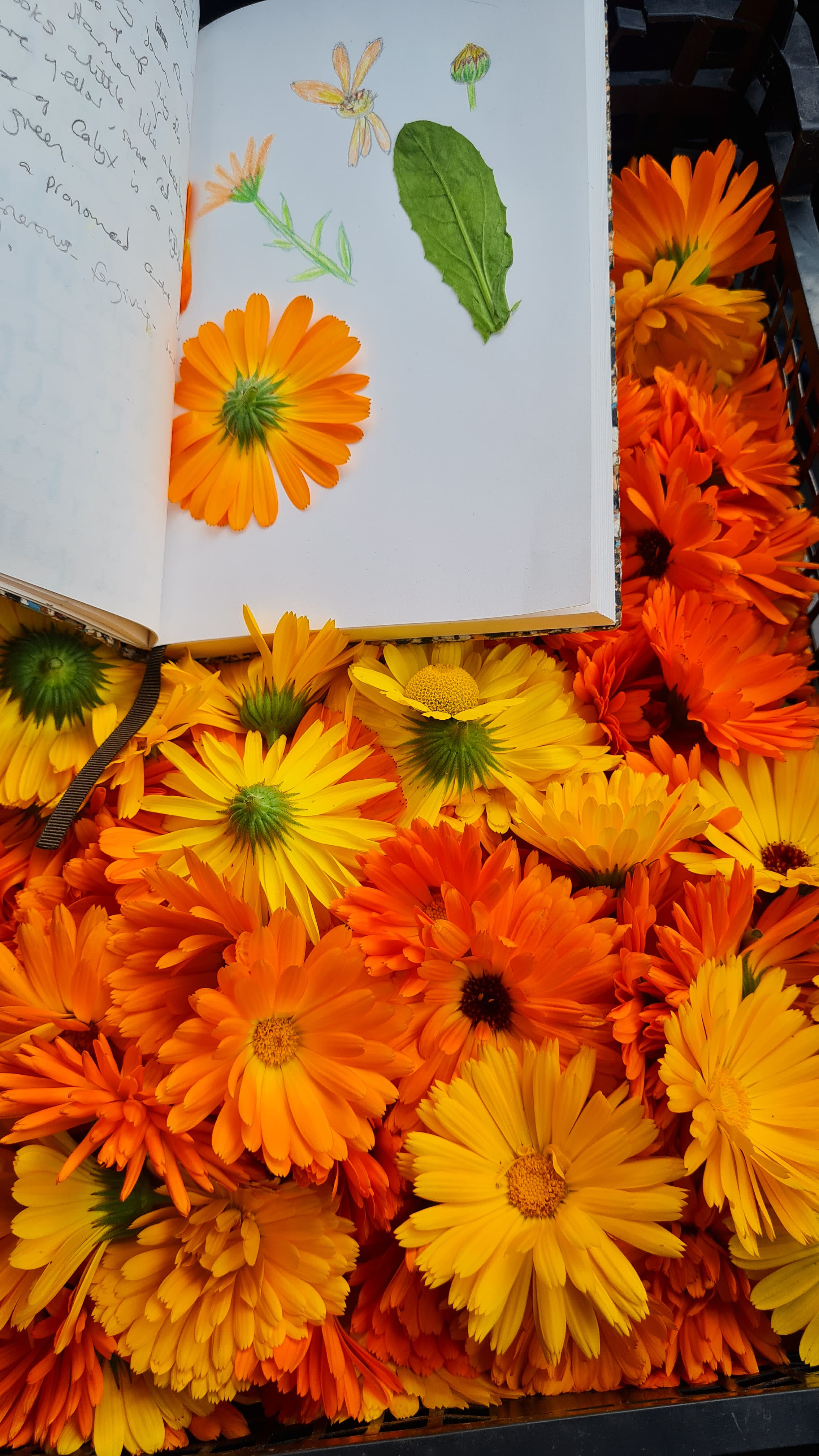 Orange and yellow flowers used in herbal remedies