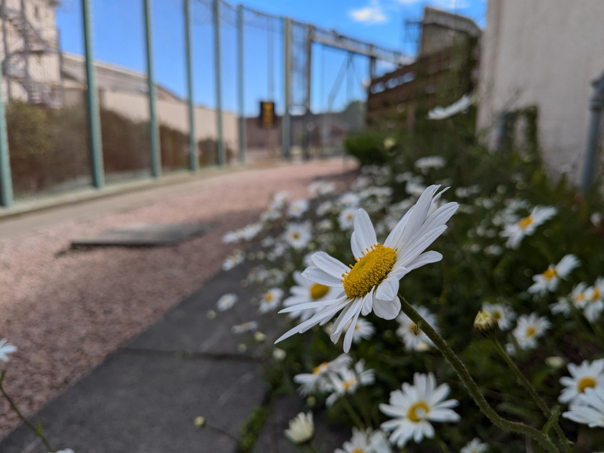 Daisies growing outside prison fencing