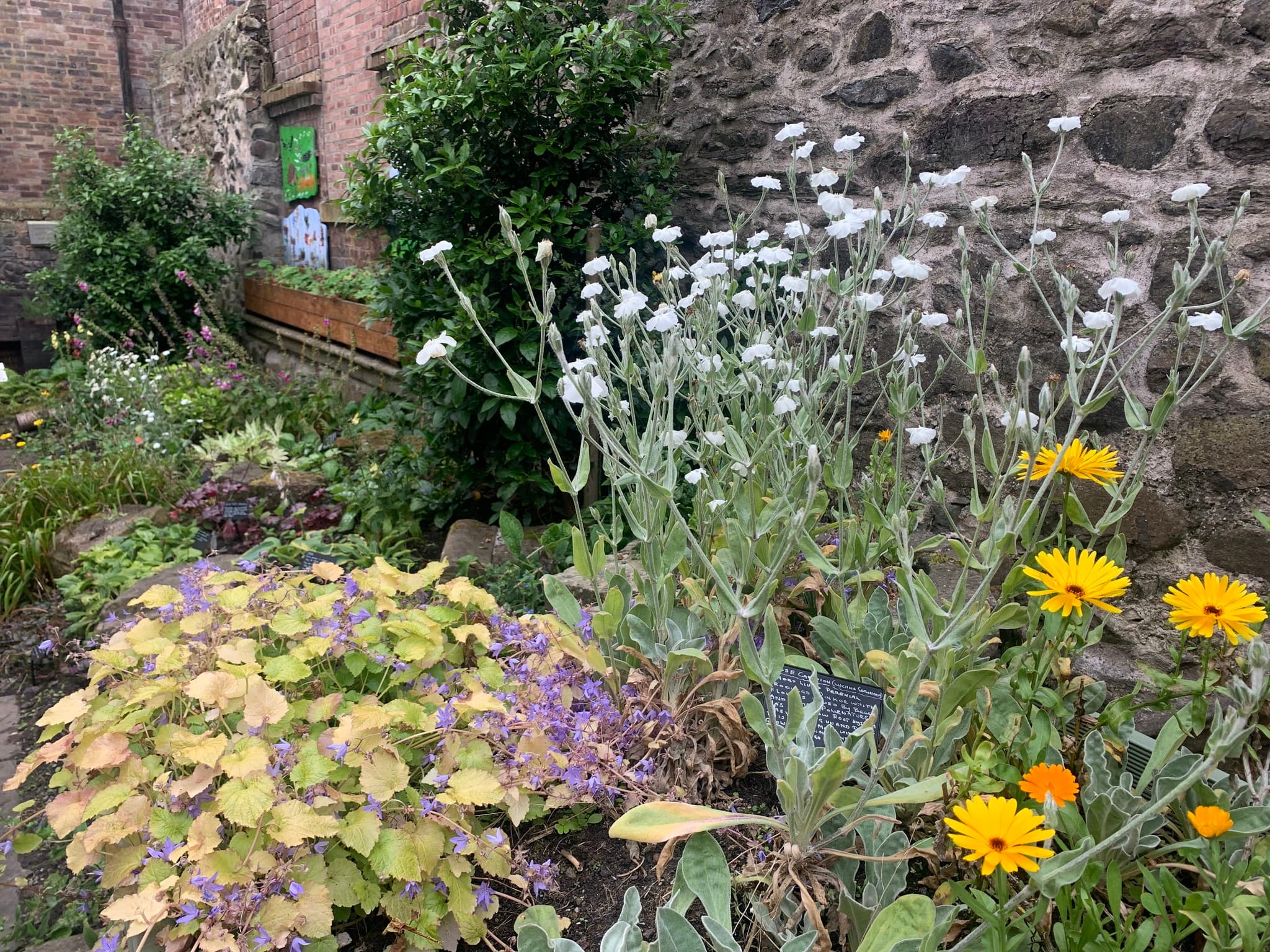 A garden filled with a variety of plants and colourful flowers in full bloom