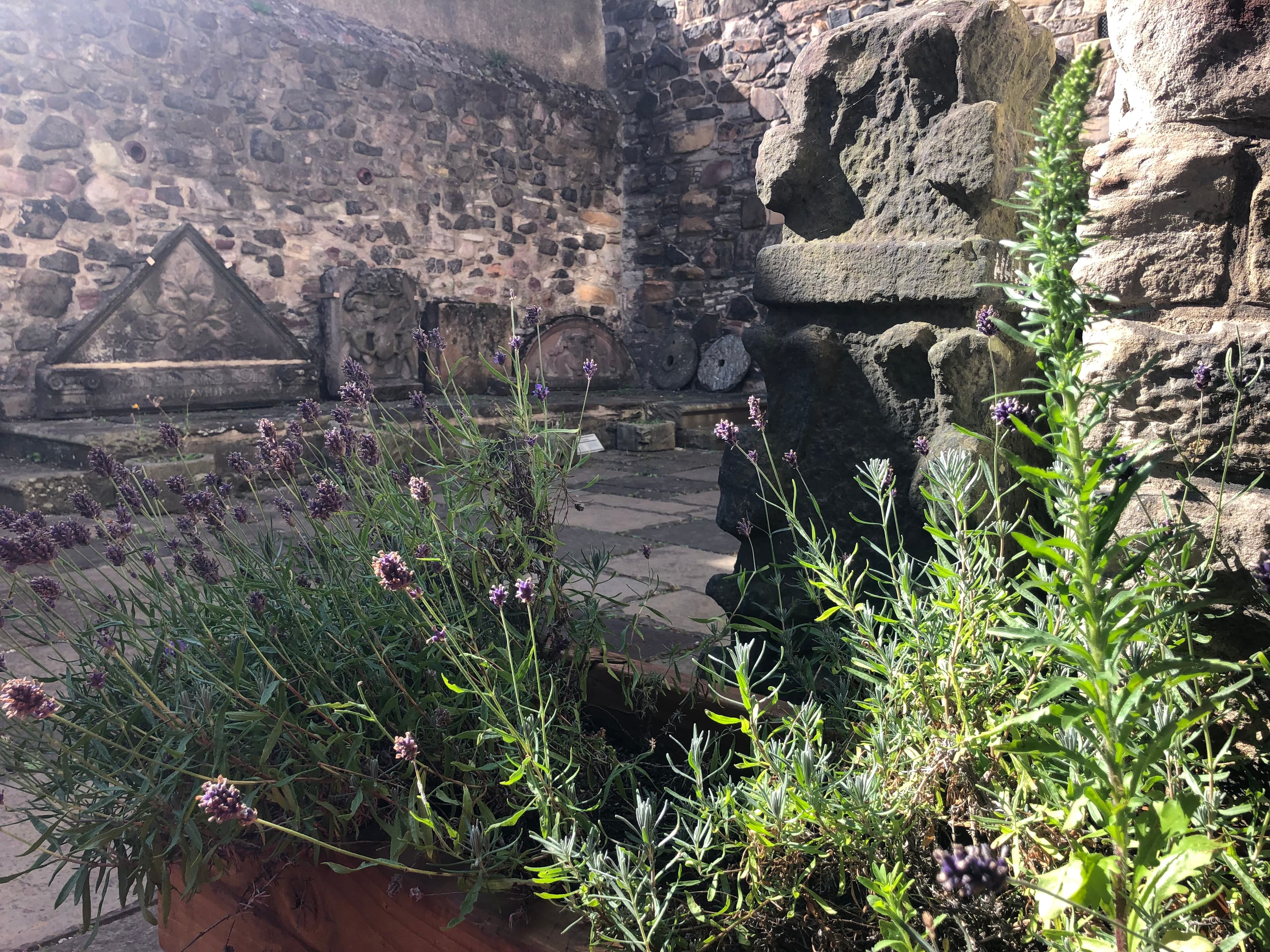 A courtyard with lavender plants surrounded by an old stone wall 