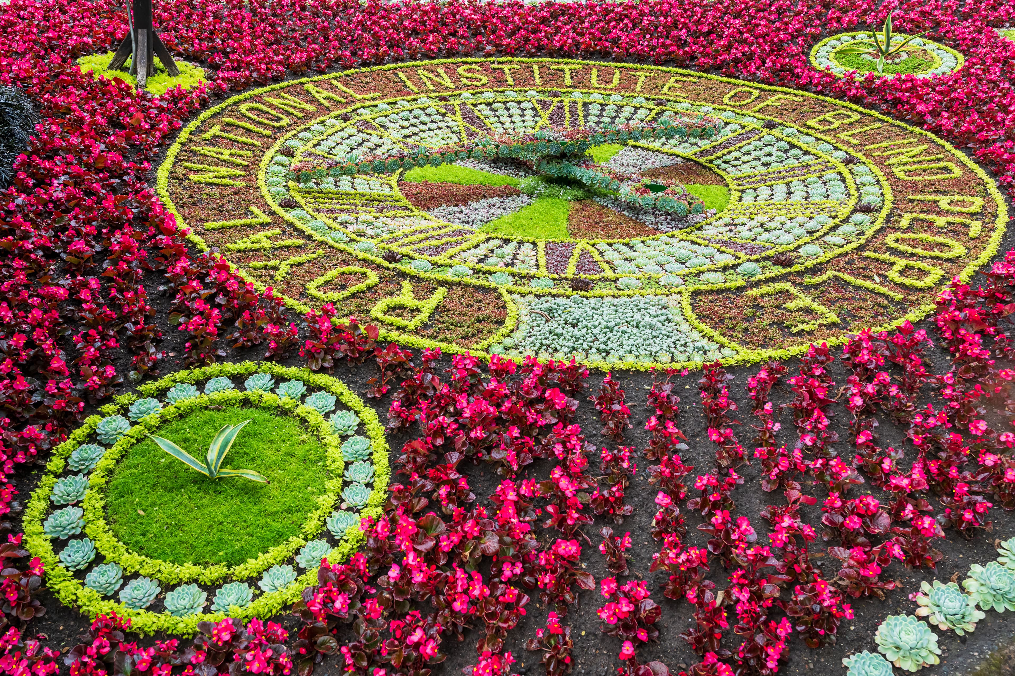Floral display representing a clock with mainly red and green flowers