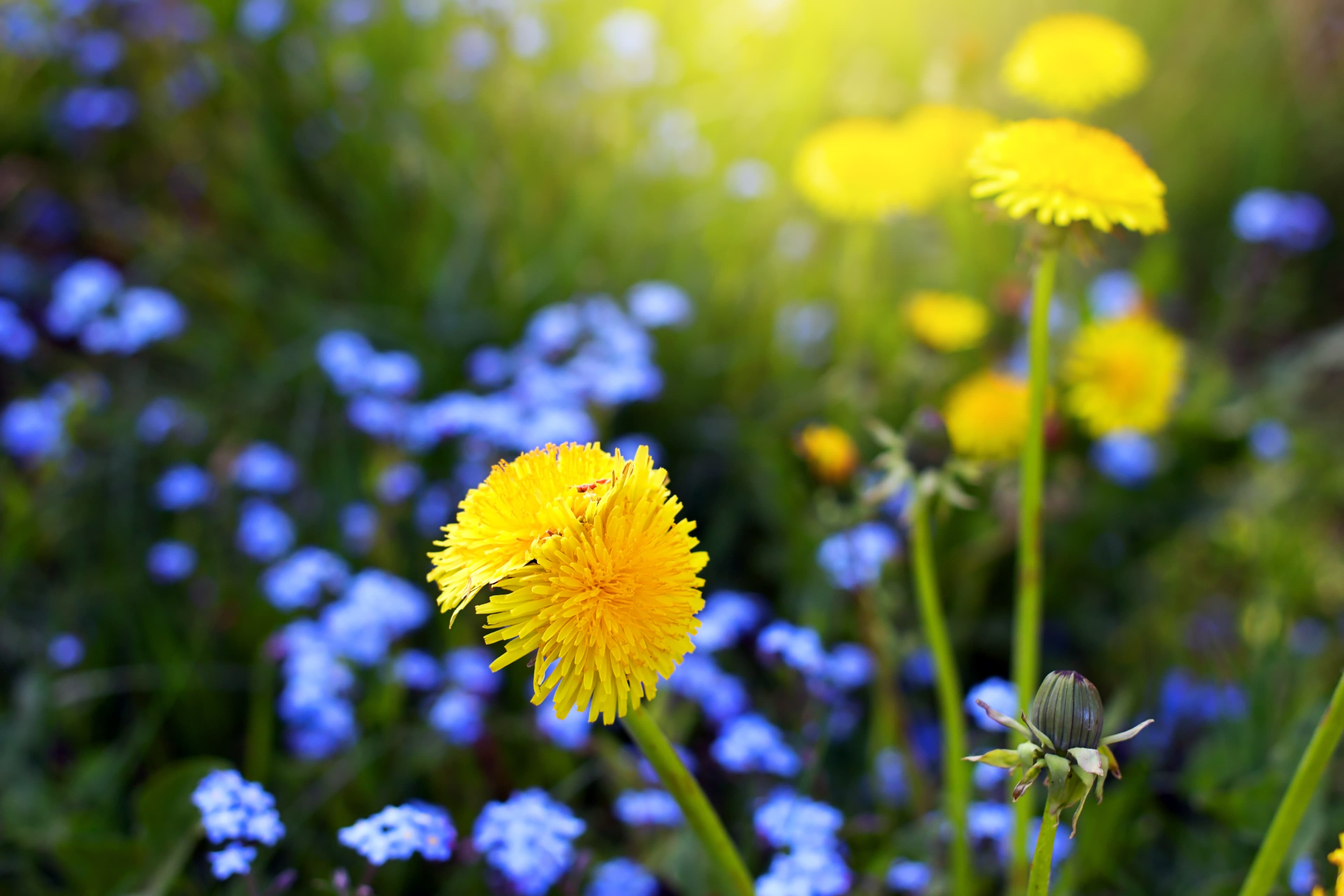 Bright yellow dandelions and vibrant blue flowers basking in the sunlight.