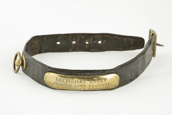A vintage leather dog collar with a brass tag with the inscription "Greyfriars Bobby from the Lord Provost 1867 Licensed"