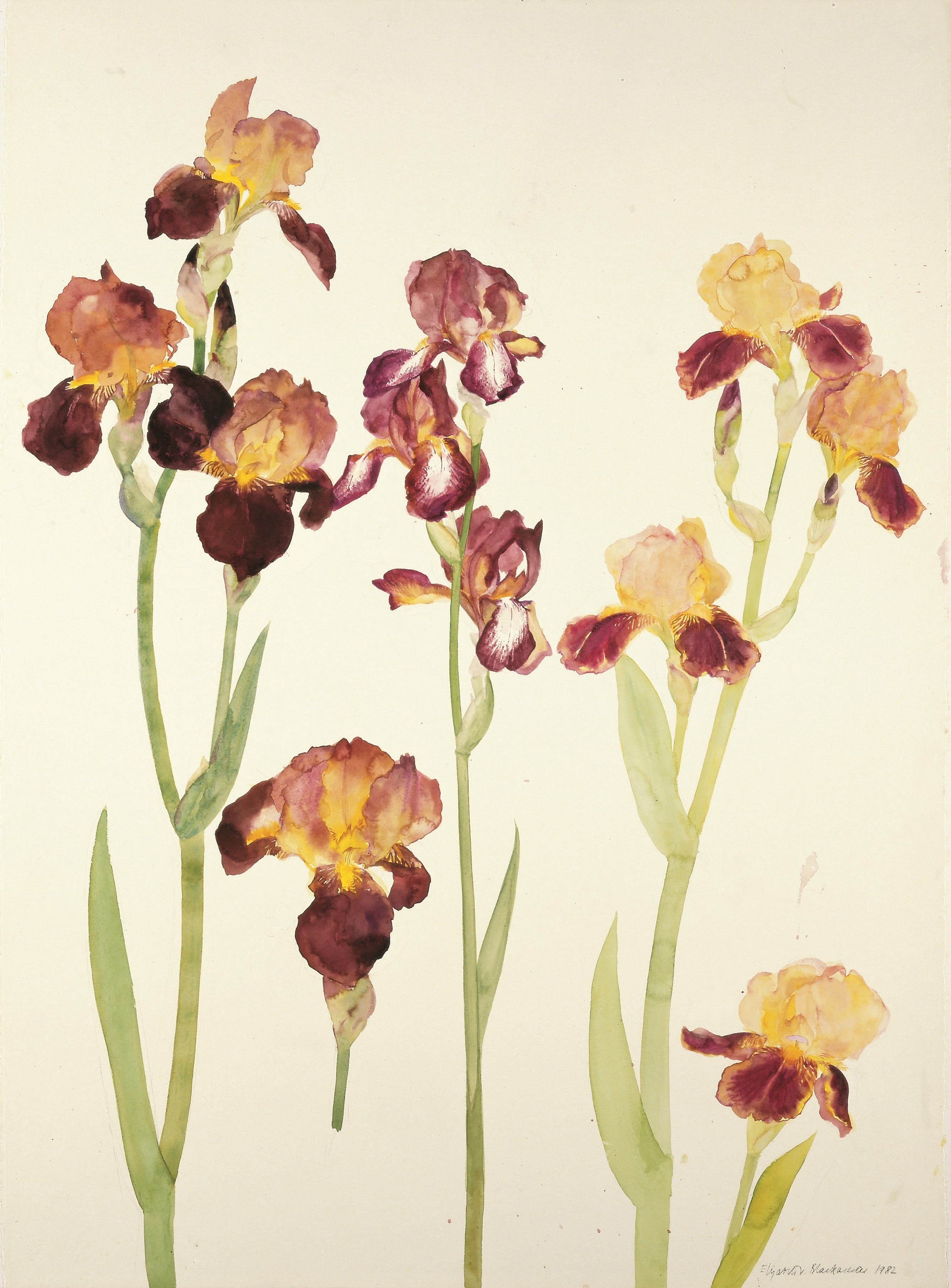 Jean F Watson exhibition image showing flowers