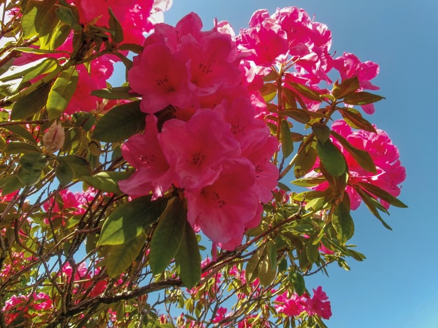 Pink flowers bloom set against a blue sky
