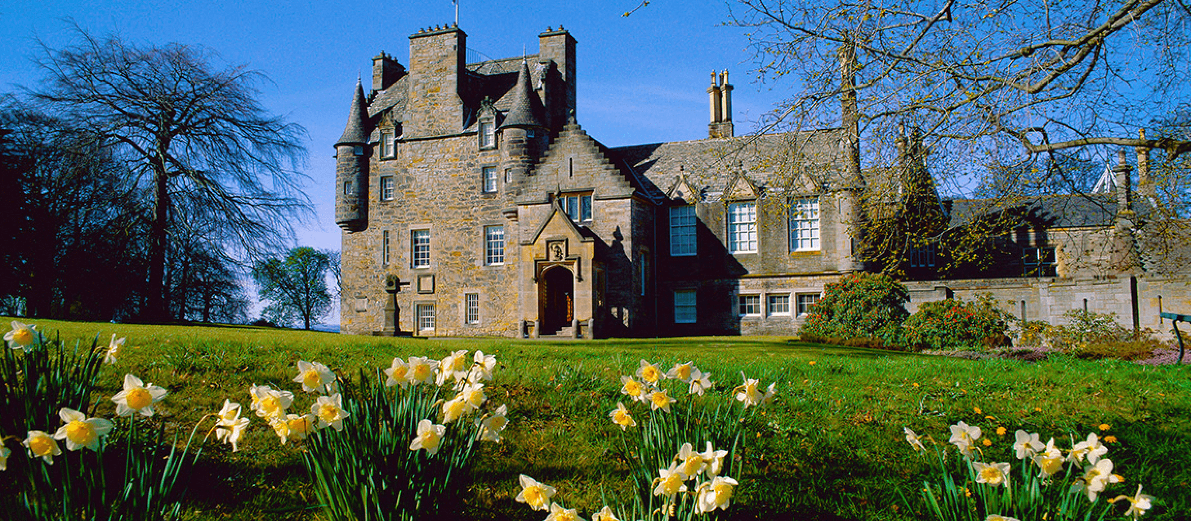Daffodils in front of Edinburgh's Lauriston Castle