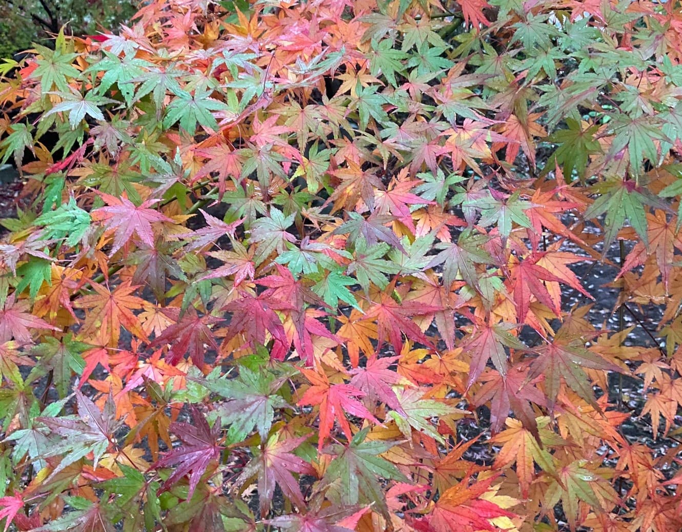 Autumn Cherry Blossom leaves