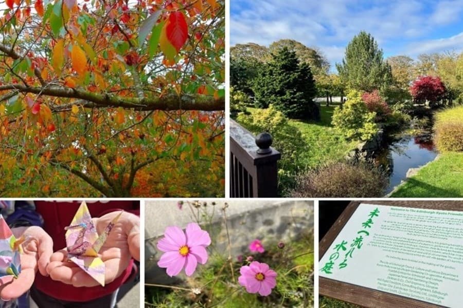 Images of autumn blossom trees and hands holding origami