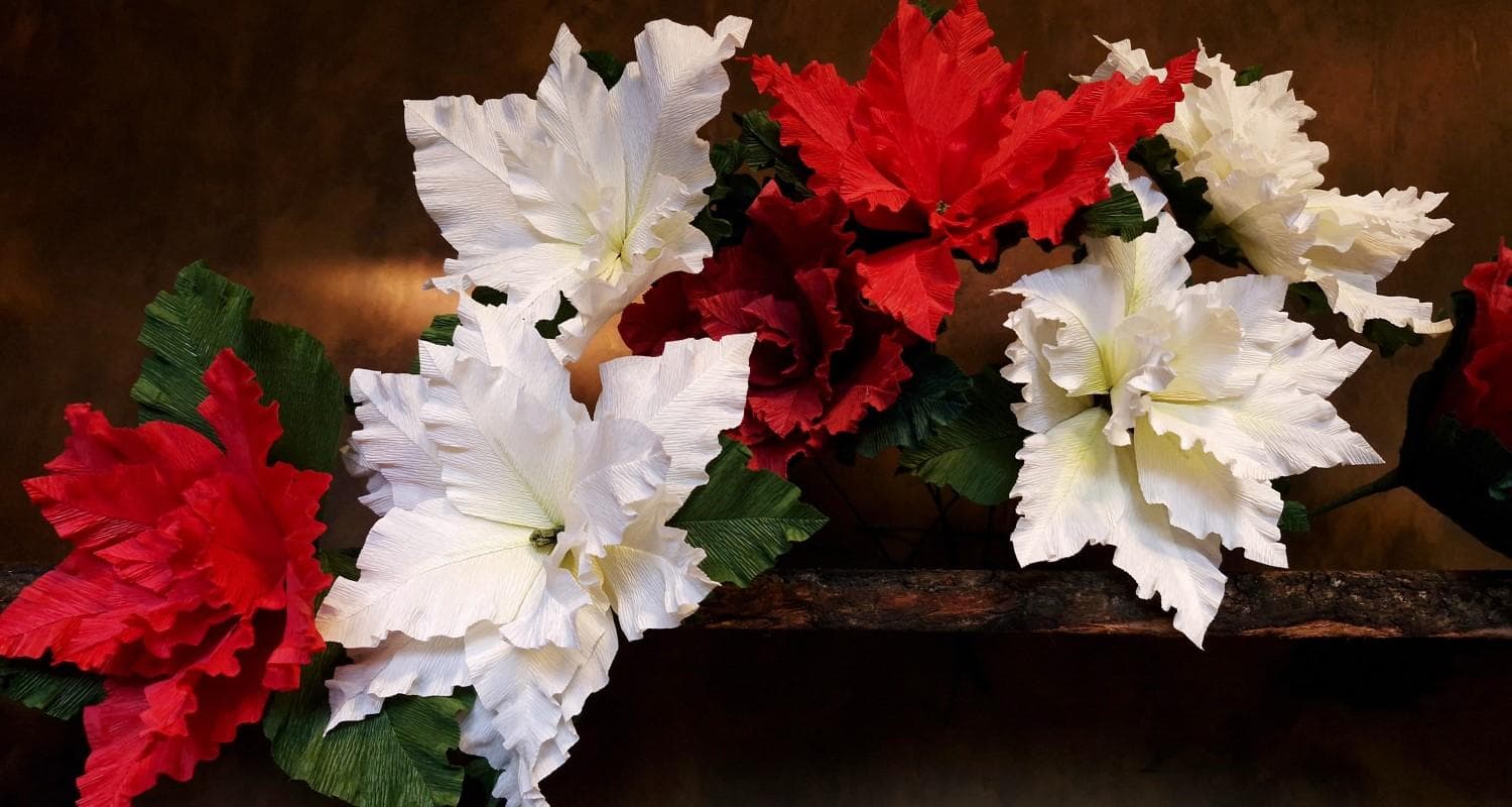 A vibrant display of red and white poinsettias arranged neatly on a wooden shelf.
